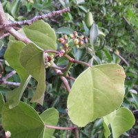 Cissus lonchiphylla Thwaites